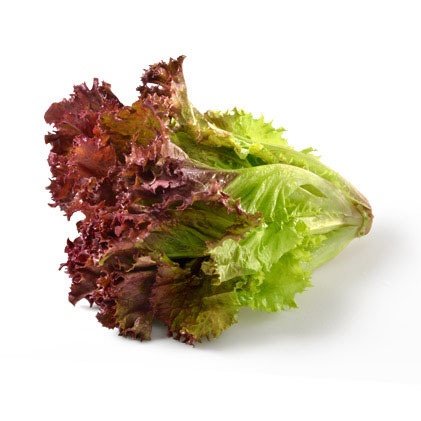 Benih Bibit Biji - Lettuce Red Rapid Selada Keriting Merah Seeds - Panen Dalam 35 Hari