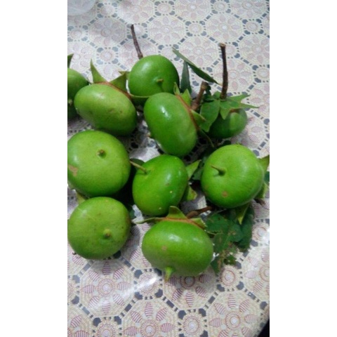 

1kilo buah mangrove/buah pedada