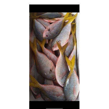 

Rappo Rappo ekor kuning