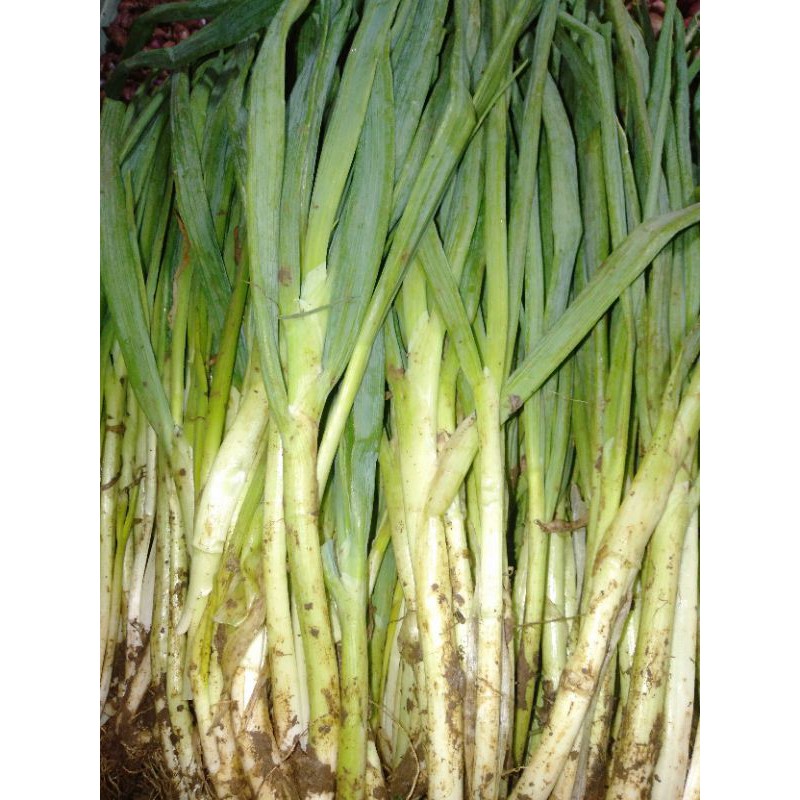 

Daun Bawang (250gr)