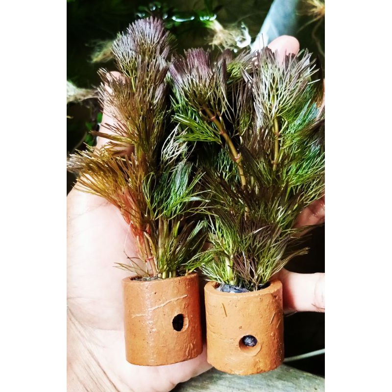 Cabomba red tanaman aquascape