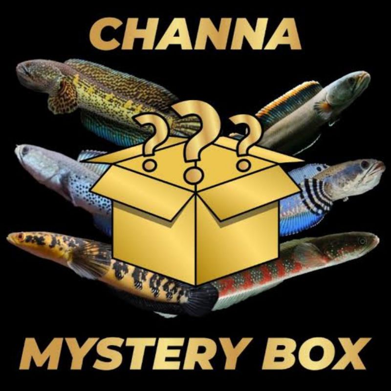 misteri box channa random