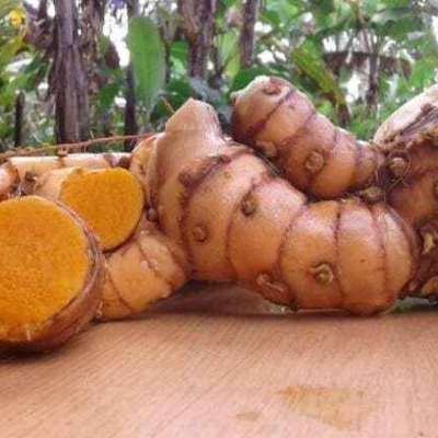 

Temulawak segar organik Temu lawak 1 kilo