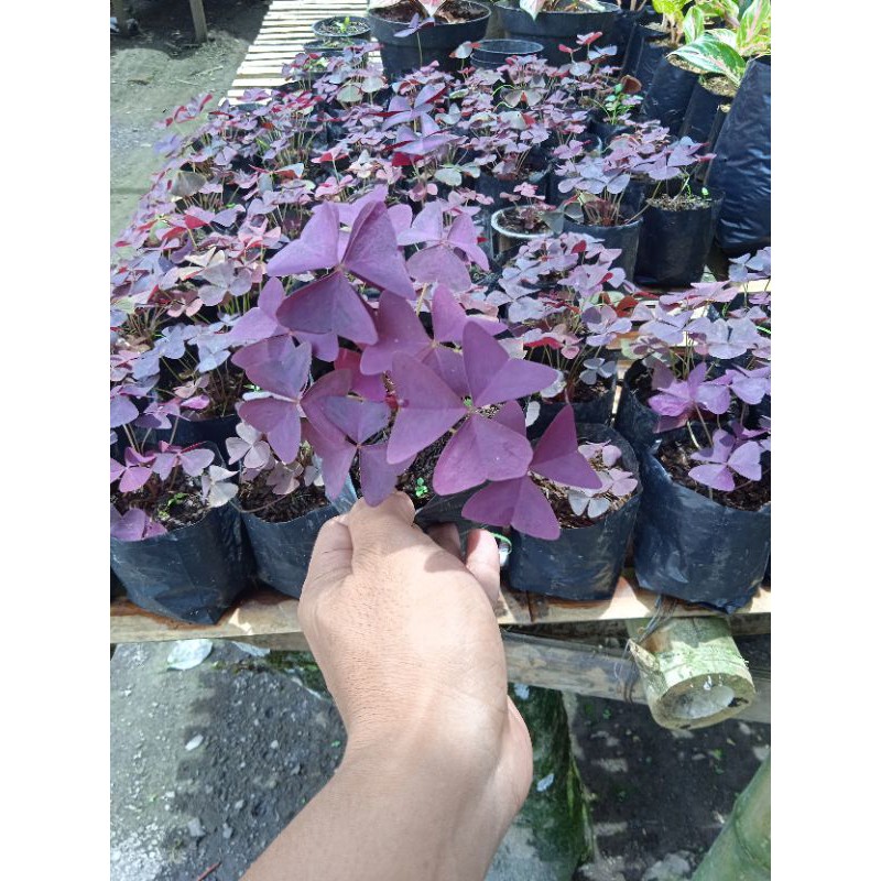 oxalis bunga kupu kupu