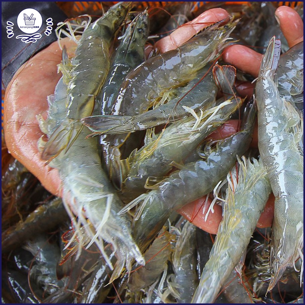 

Udang Vaname Segar 1kg