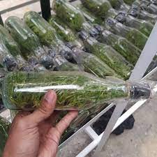 Anggrek Botol Cattleya Bibit Murah pohon hidup