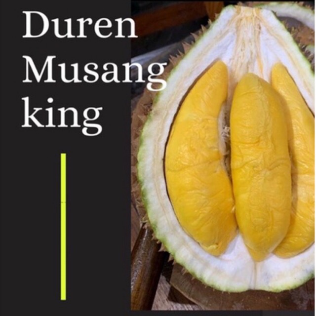 

Duren Musang King Fresh Impor Malaysia (Buah Utuh - Pre Order Only)