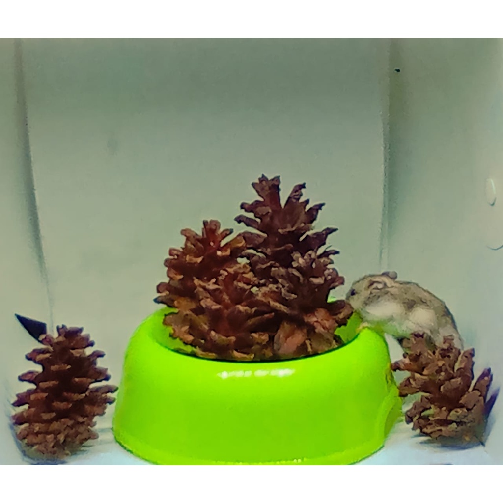 Bunga Pinus/Buah Pinus/ rustic untuk camilan hamster