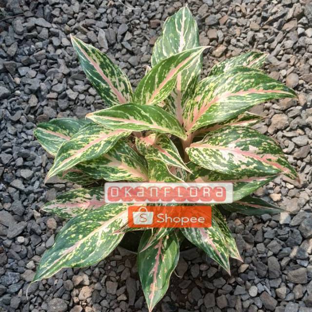 Tanaman Hias Aglaonema Butterfly Rumpun
