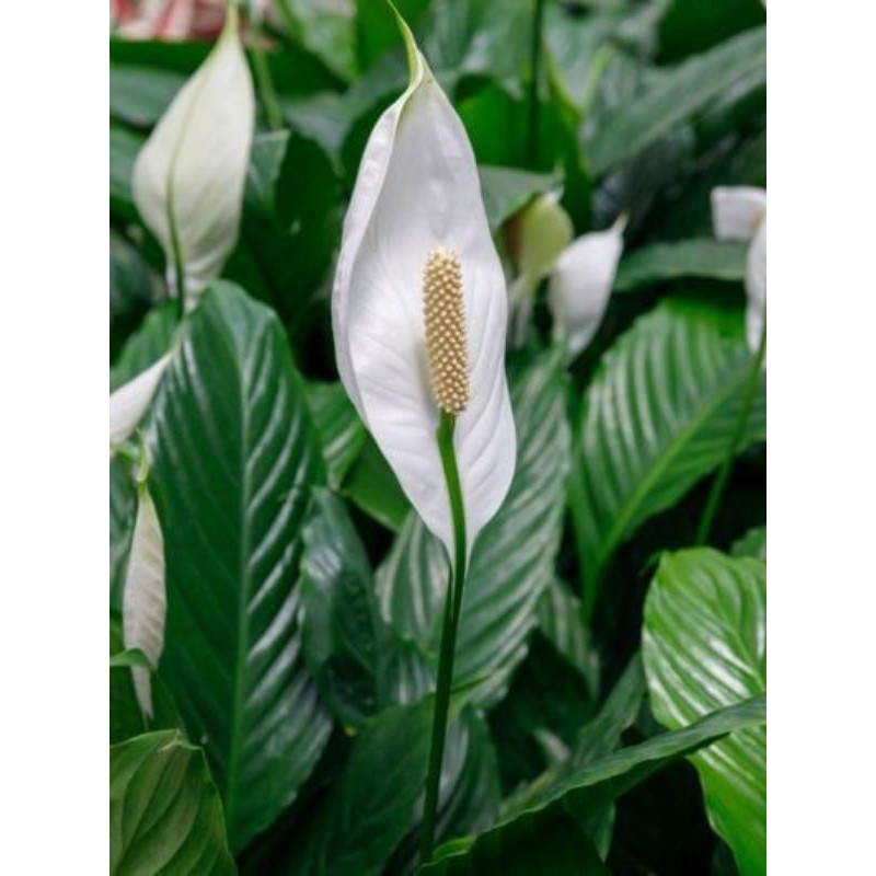 Peace Lily 'Spatuphilum' / Tanaman Hias Indoor