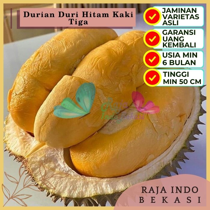 Bibit Tanaman Buah DURIAN DURI HITAM KAKI 3  Premium