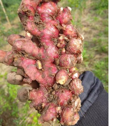 

「SHOCKING PRICE」 JAHE MERAH (1 KG) | Discount Today | Terlaris Today | TERATAS