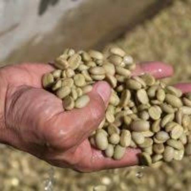 Biji-Benih bibit Kopi ateng Arabika lintong