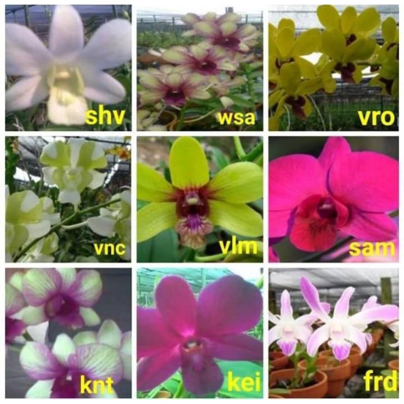 Bibit Bunga Angrek Dendrobium Hybrid  Bunga Hidup