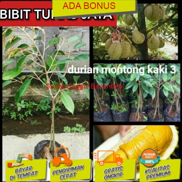 

Bibt durian montong kaki 3 terlaris