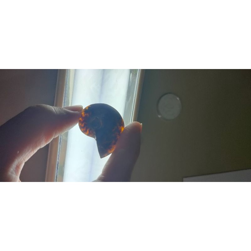batu fosil keong ammonite / amonit / batu murah