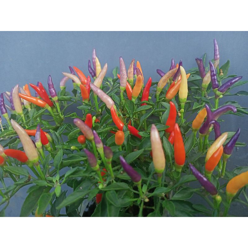 Biji/Benih/Bibit Cabe Pelangi Rawit Pohon Mini 12 Benih