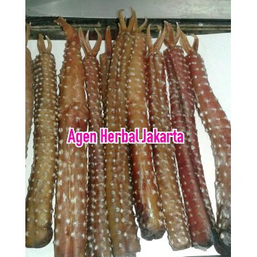 Promo AGEN JAKARTA Tangkur buaya herbal kalimantan asli Berkualitas