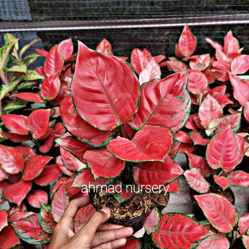aglonema DUD red anjamani RIMBUN DAUN 6-7-8-9 (tanaman hidup-bunga AGLONEMA hidup Besar Rimbun murah