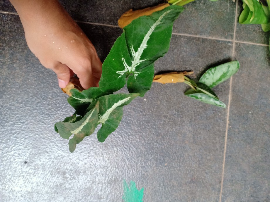 Tanaman Hias Keladi Wendlandli / Shingonium Hijau Serat Silver