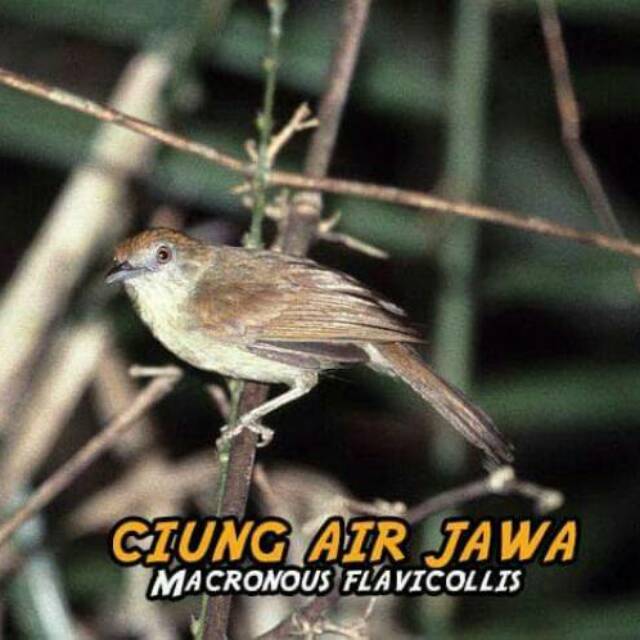 Featured image of post Cucak Jenggot Mini Tidak mengherankan di alam liar pun burung ini memiliki suara kicauan yang bervariasi
