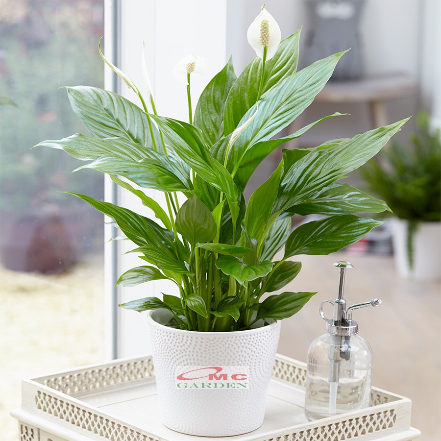 Tanaman Hias Pohon Sepatu Filum Peace Lily Spatyfhilum Floribundum Bunga Lili  Perdamaian PS-4050