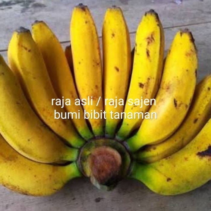 BIBIT PISANG RAJA ASLI / RAJA SAJEN