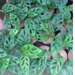 tanaman hias Acuminata