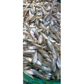 ikan wader laut 500gr/1kg