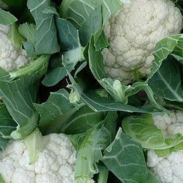 

Bunga kol bandung 500 gram