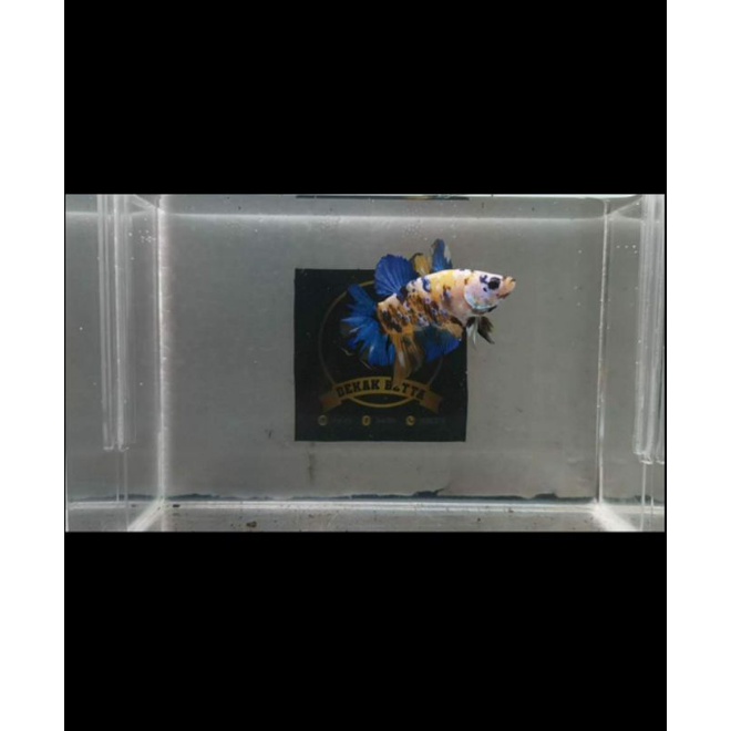 ikan cupang yellow koi galaxy