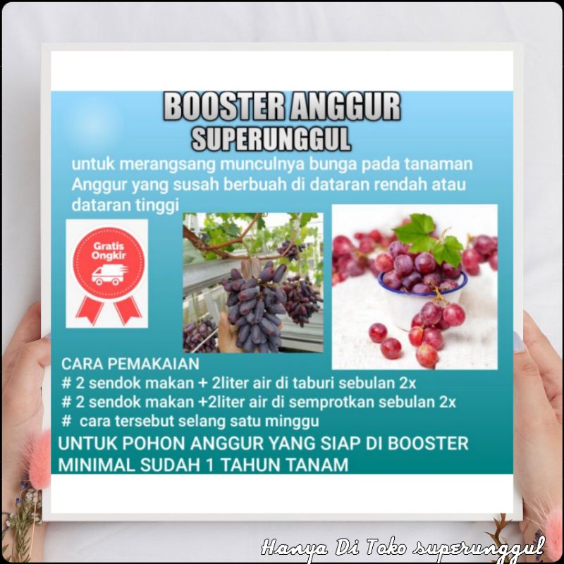 Pupuk Booster Bibit Anggur Untuk Membantu agar cepat berbuah dan melebatkan buah