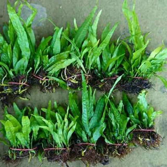 Kadaka java fern (Perikat)