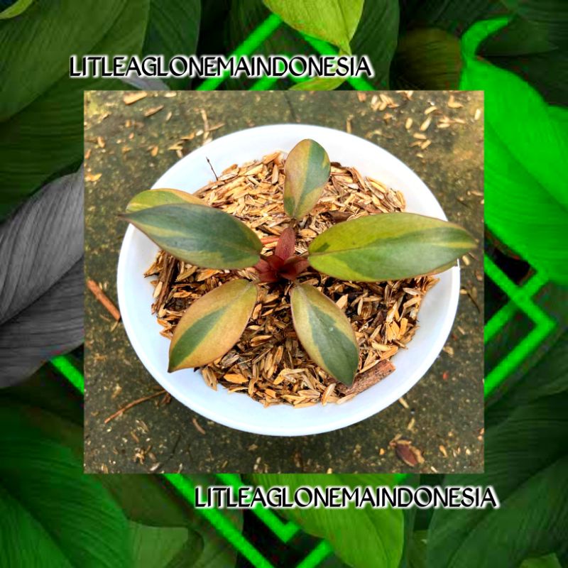 philodendron black cardinal variegata Bibit/Bonggol Tanaman Hias