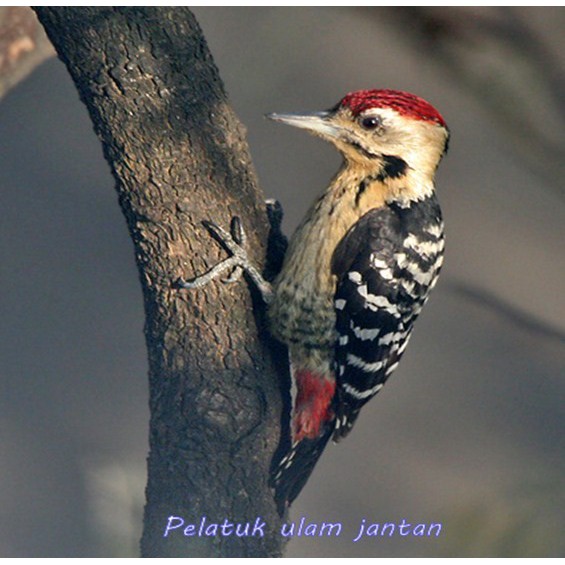 Harga Burung Caladi