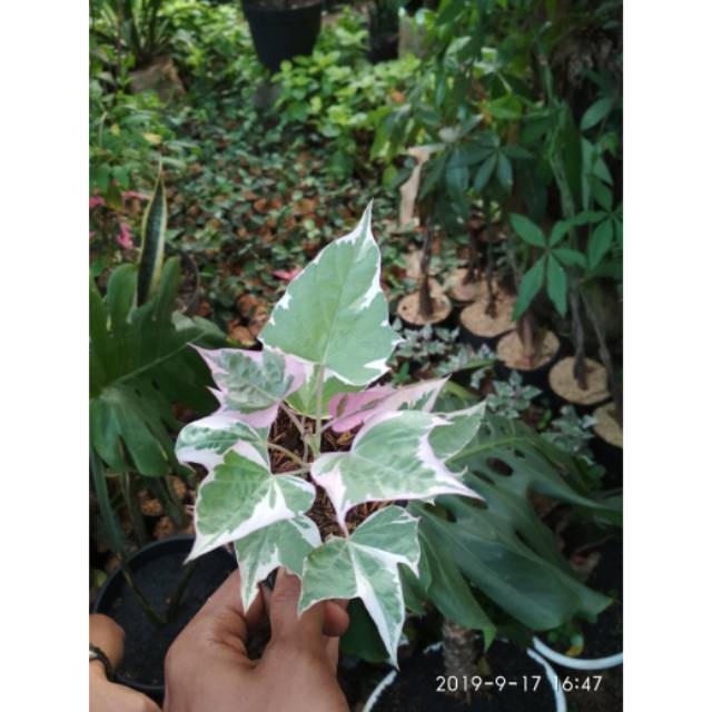 Tanaman hias ubi jalar ungu pohon ubi jalar ungu