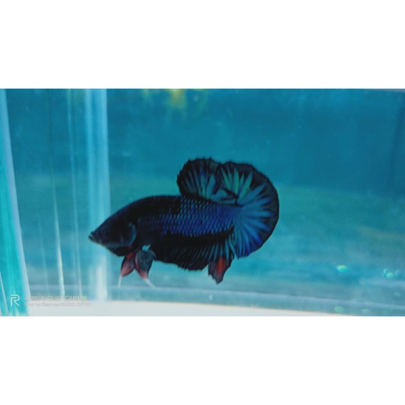 Ikan Cupang Avatar Gordon