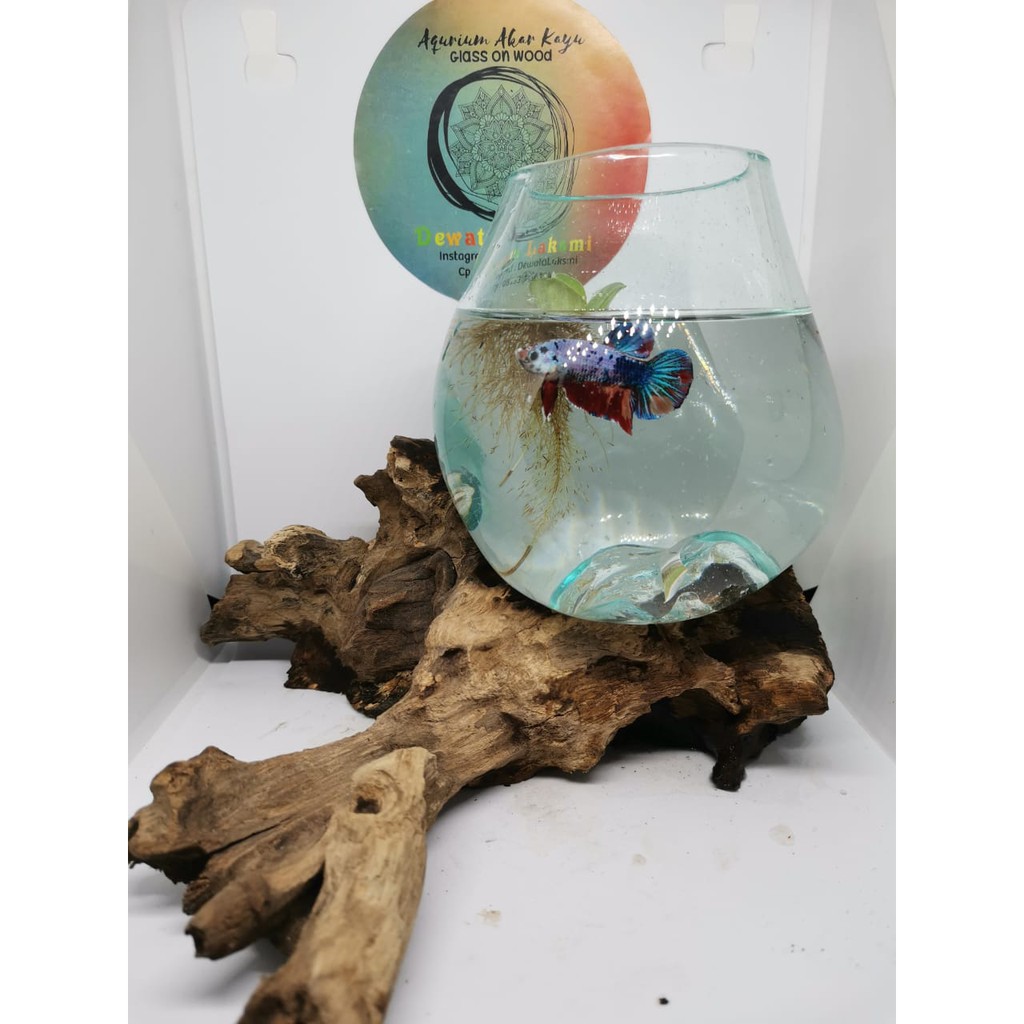 Aquarium Tiup Unik Akar Kayu Size 12cm Asli Bali Glass On Wood Shopee Indonesia Harga aquarium kayu akar