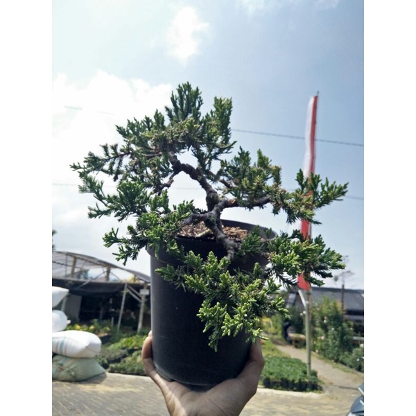 bonsai cemara sinensis sudah jadi tinggal display