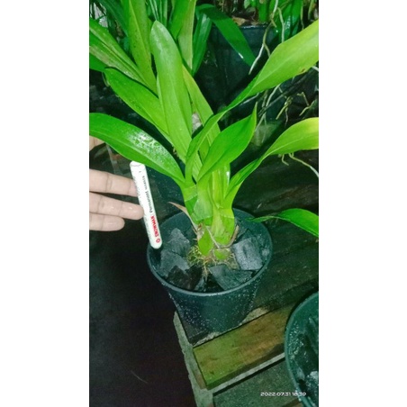 Grammatophyllum martae dewasa