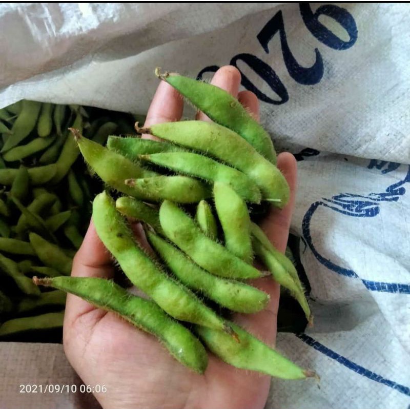 

Edamame Segar Edamame 1kg Kacang Kedelai Jepang Sayur Segar Cikarang Sayur Murah Cikarang