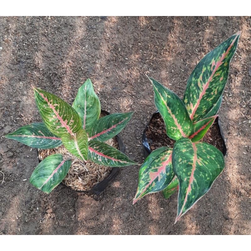 paket aglonema green legacy & arjuna