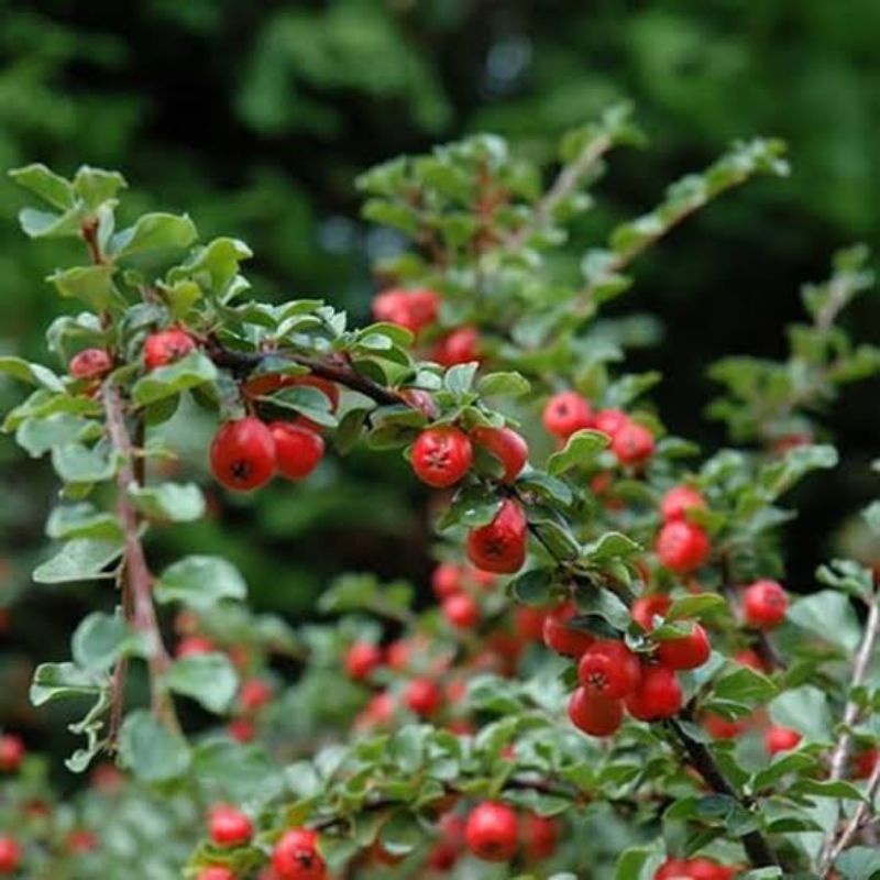 Benih biji buah cranberry