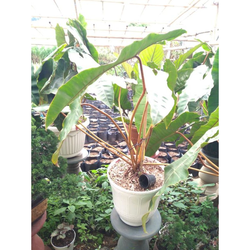 Bonggol Philodendron Billitiae