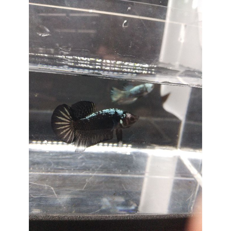 IKAN CUPANG/BETTA BLACK SERIES LINE AVATAR KALIMAYA