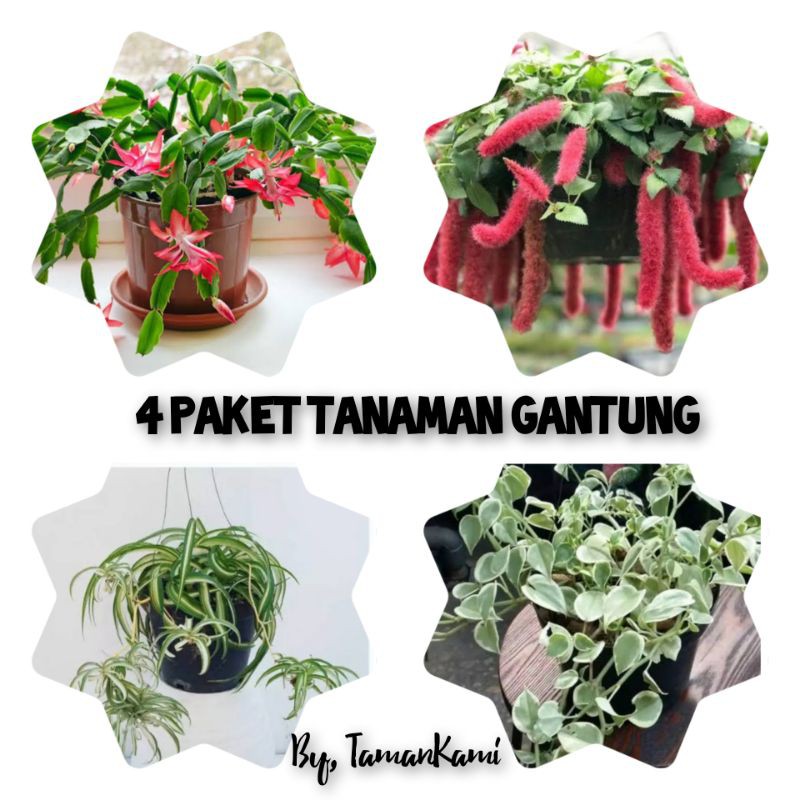 tanaman hias gantung paket 4 tanaman gantung