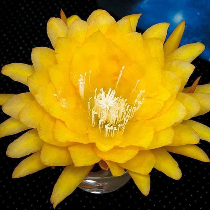 Tanaman Hias Wijaya Kusuma Bunga Kuning Besar-bunga hidup murah-tanaman hidup-bunga gantung hidup