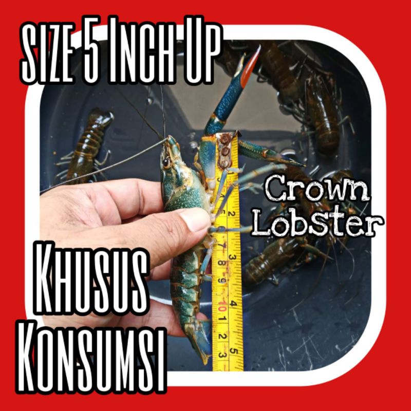 

Lobster Air Tawar Konsumsi size 5 inch up