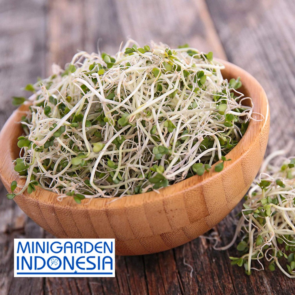 100 benih brokoli sprout sayuran sawi sawian sunflower red microgreens salad MGI hidroponik