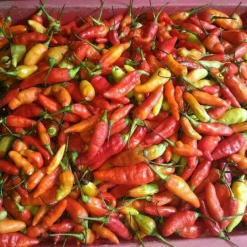 

RAWIT MERAH/CABE RAWIT/RAWIT SETAN/250GRAM